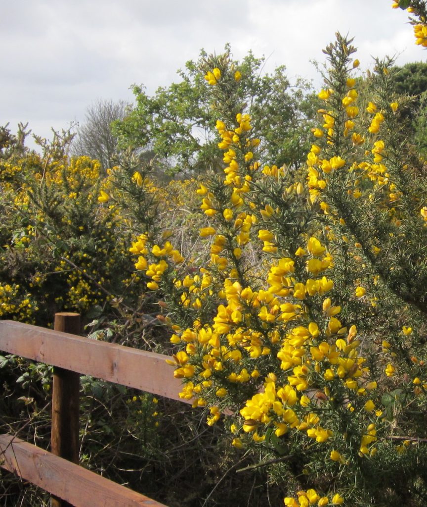 Bright yellow gorse in flower