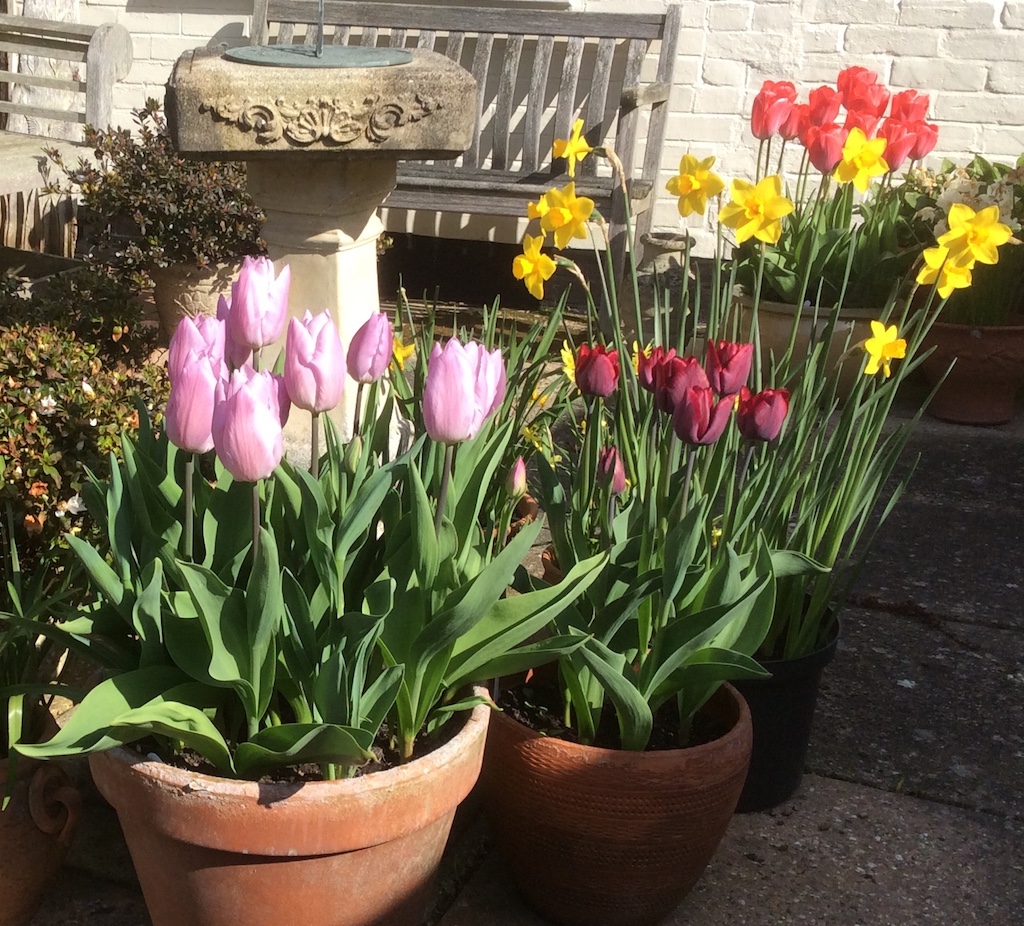 Spring bulbs in pots