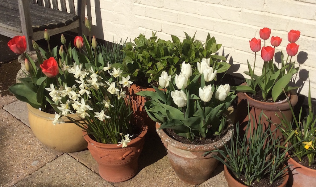 Tulips in many shades