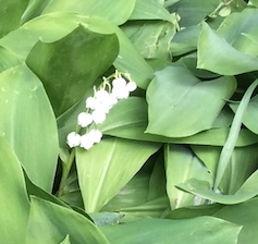 White lily of the valley peeping through foliage