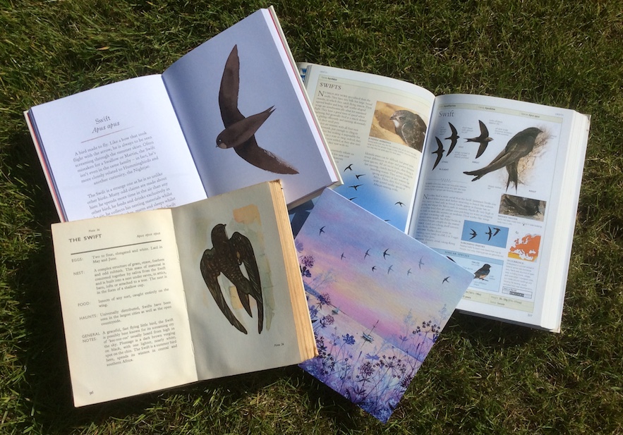 The swift - an intriguing bird