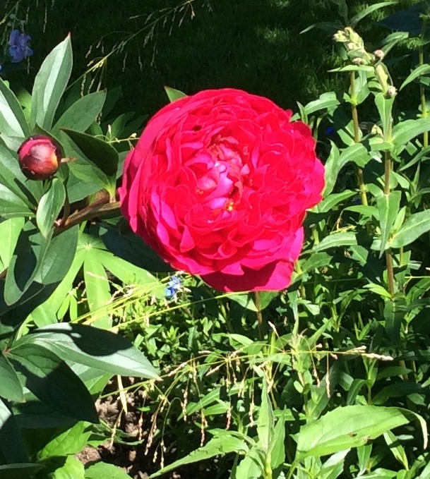 Red peony representing bashfulness