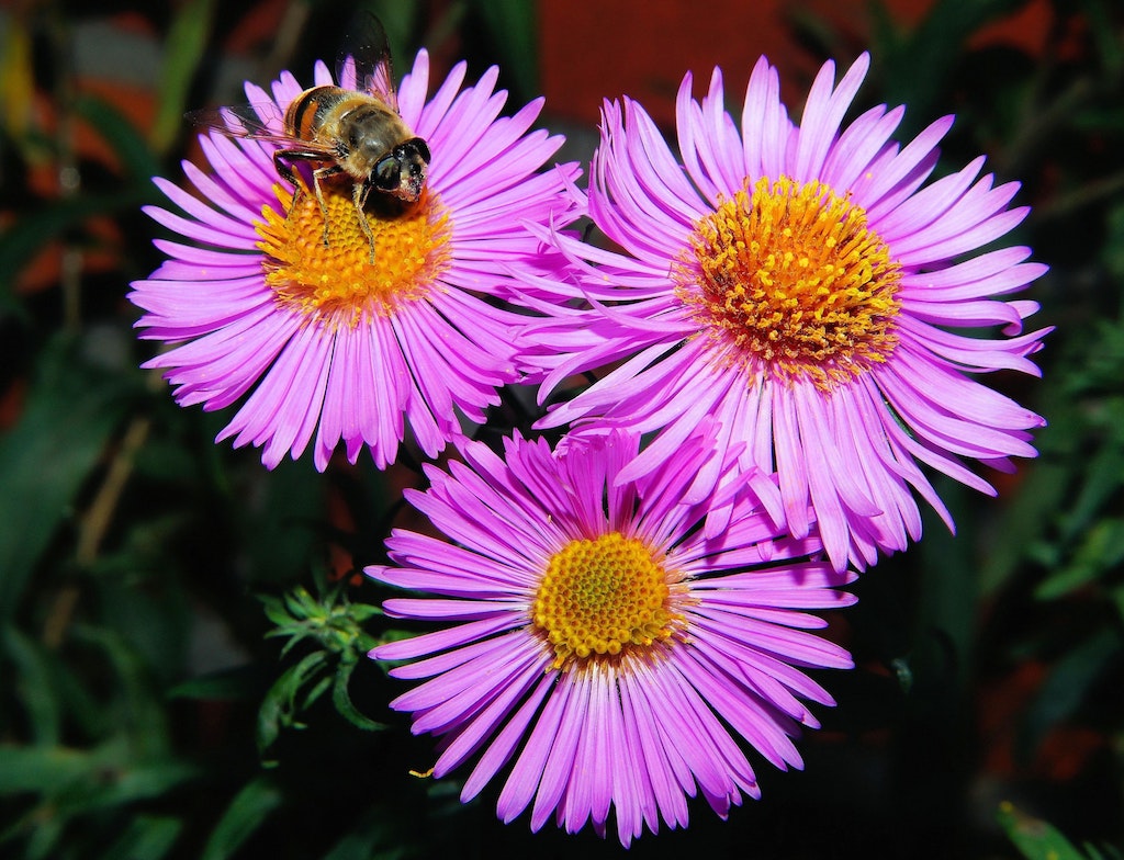 Michaelmas daisy