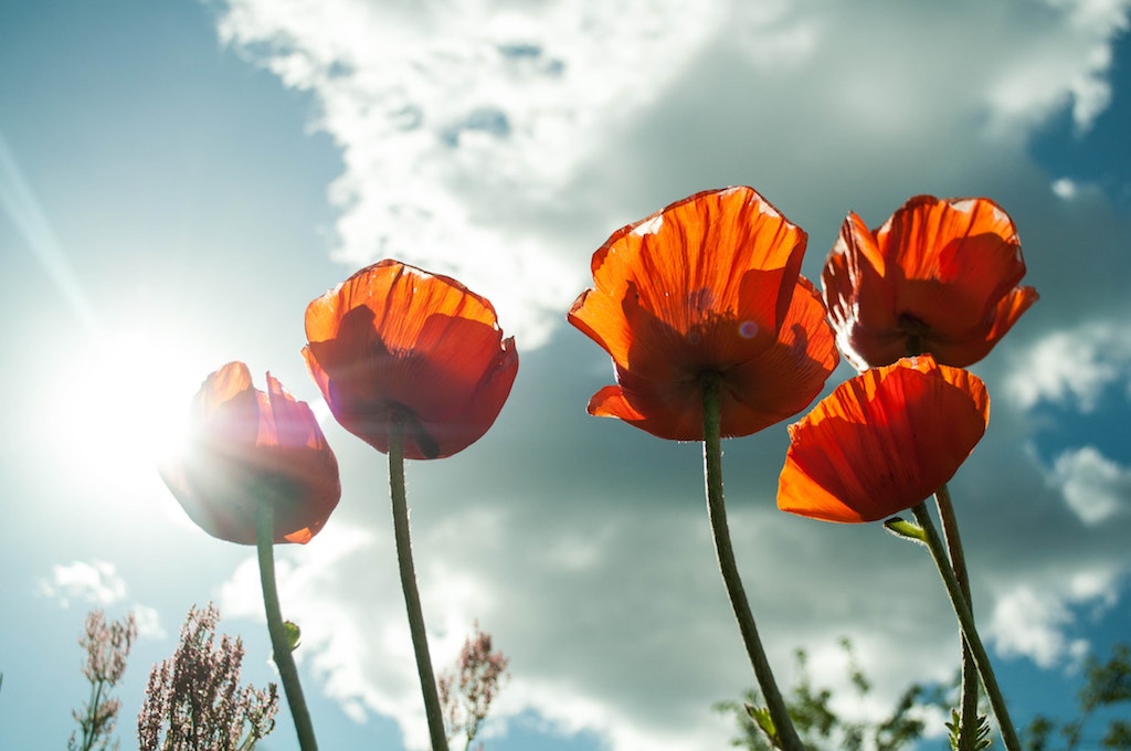 Poppies against skycaps