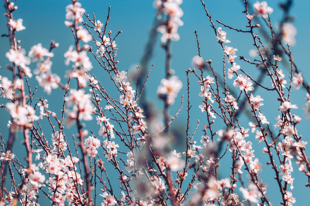 Pink spring blossom
