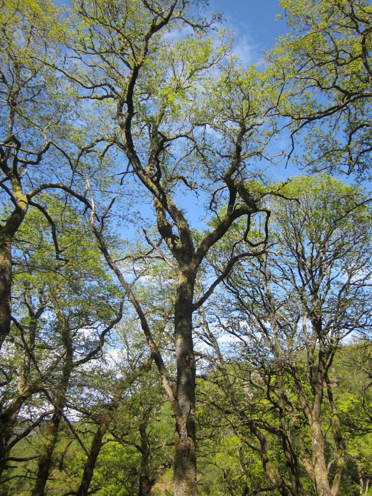 New spring growth on trees in springtime