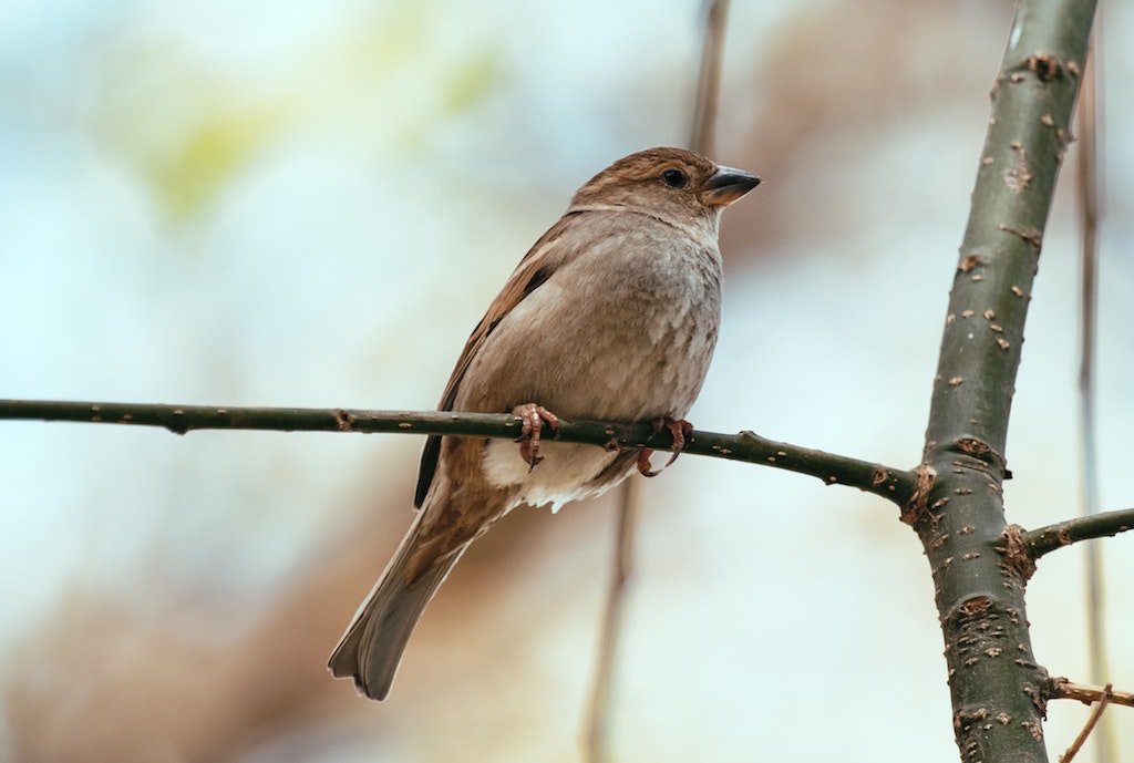 Nightingale perched on branch
