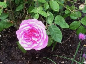 A full blown Gertrude Jekyll rose
