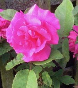 Wide open beauty - the thornless rose Zepherine Drouhin