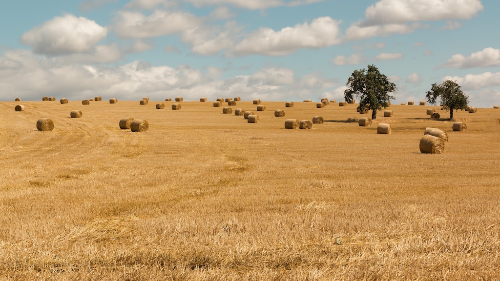 Newly harvested field 