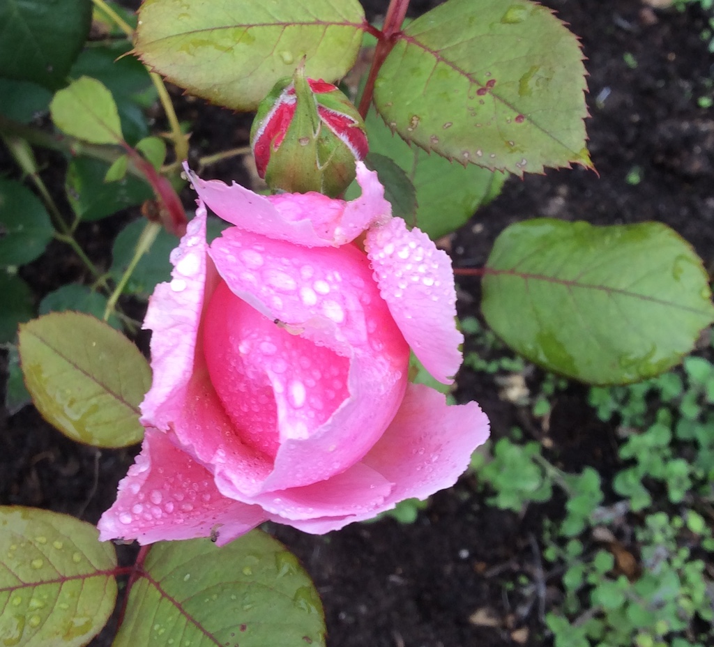 Raindrops sparkling on a pink rose
