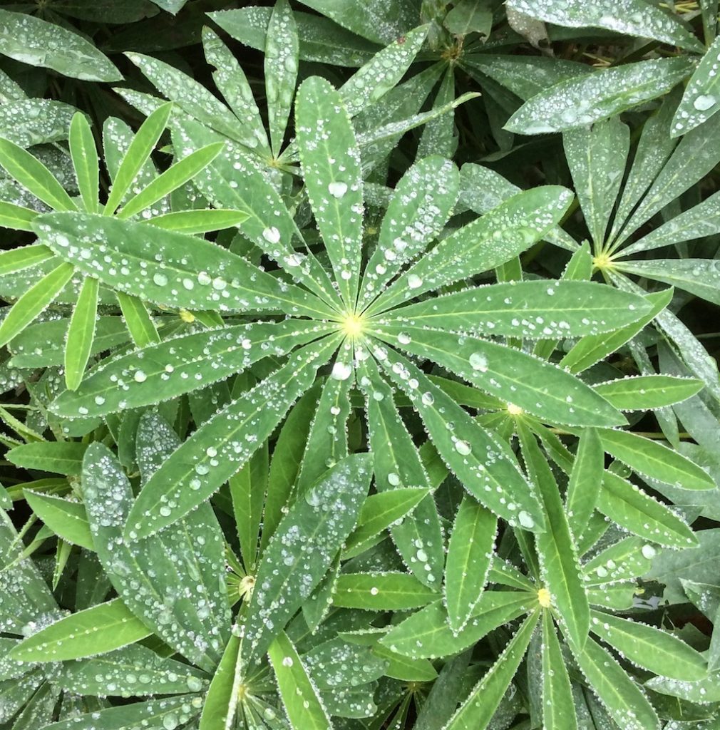 Raindrops glisten like jewels on green leaves