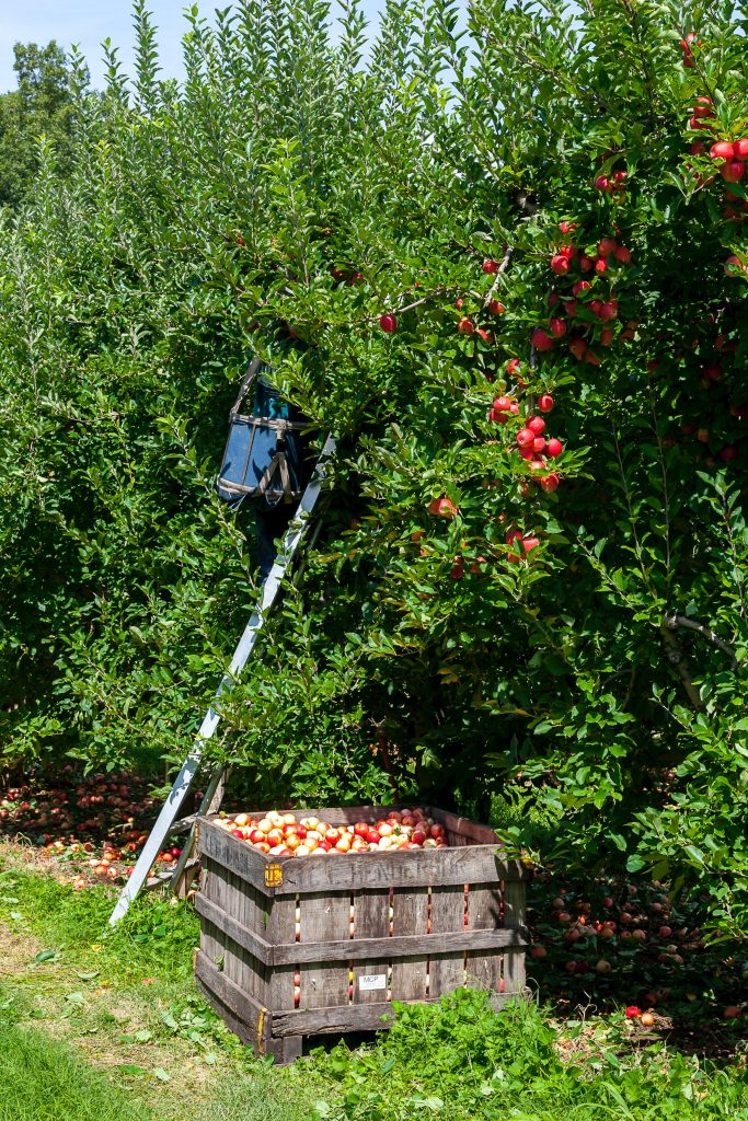 Ladder against apple tree for collecting ripe fruit
