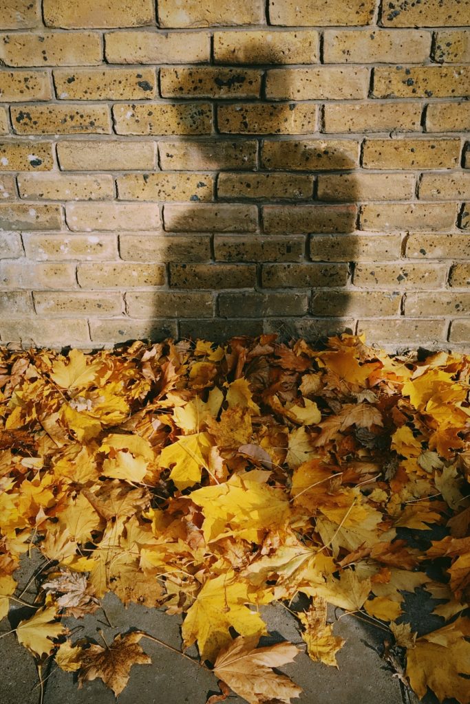Autumn leaves create a reflective mood