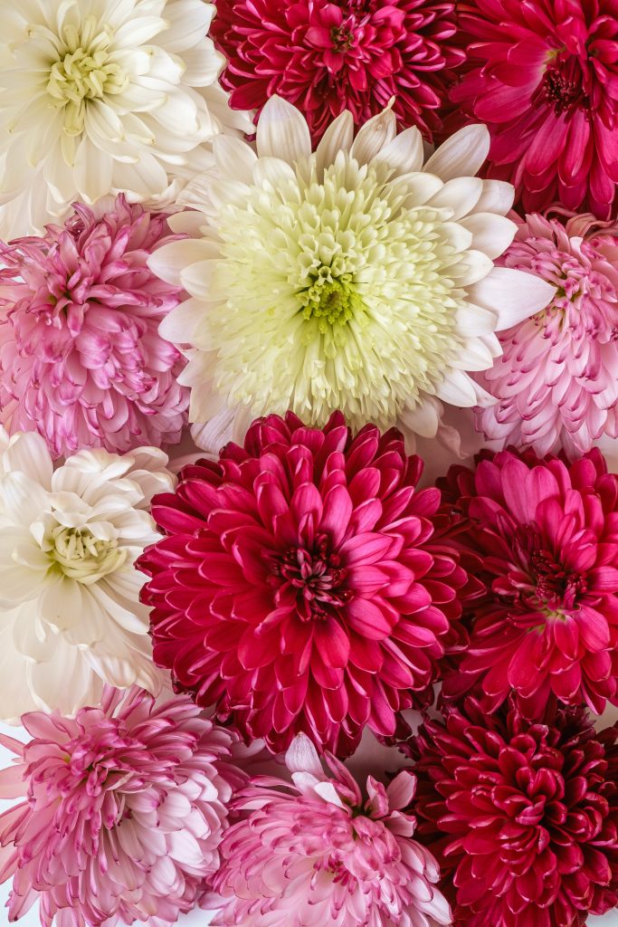 Chrysanthemums, often left at the tombs of the dead