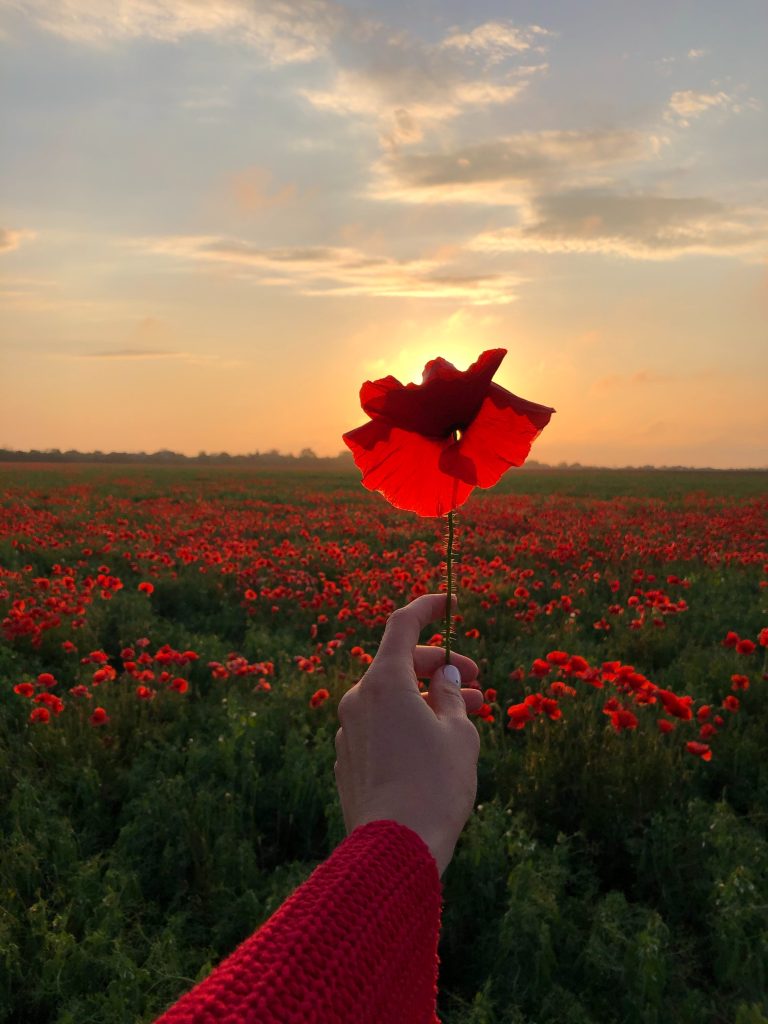 Poppies - lasting symbols of Remembrance
