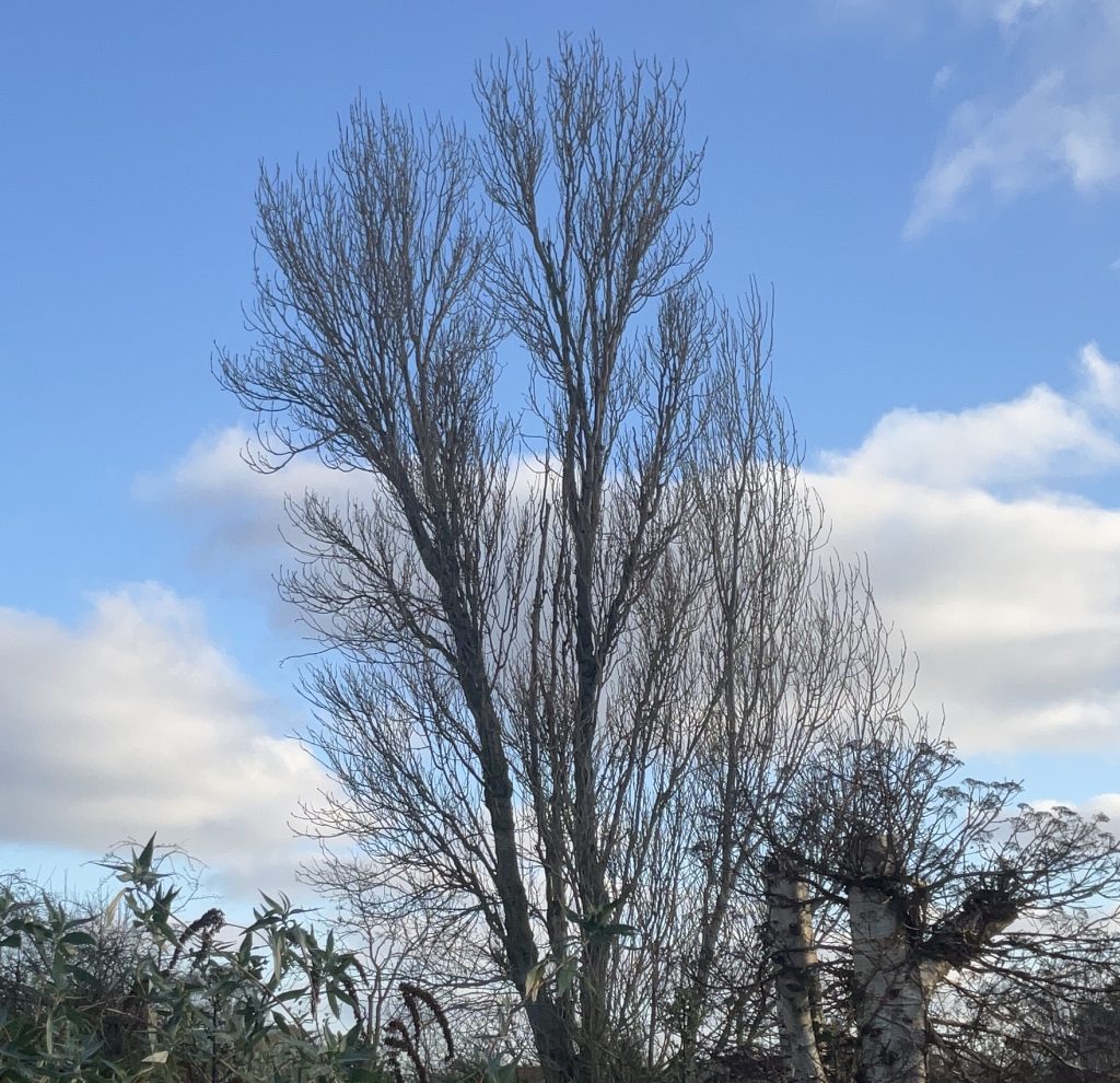 A poplar tree displays its branches reaching upwards to the skies.