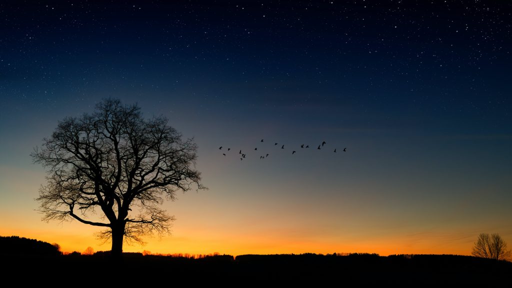 A tree stands silhouetted against a winter sky