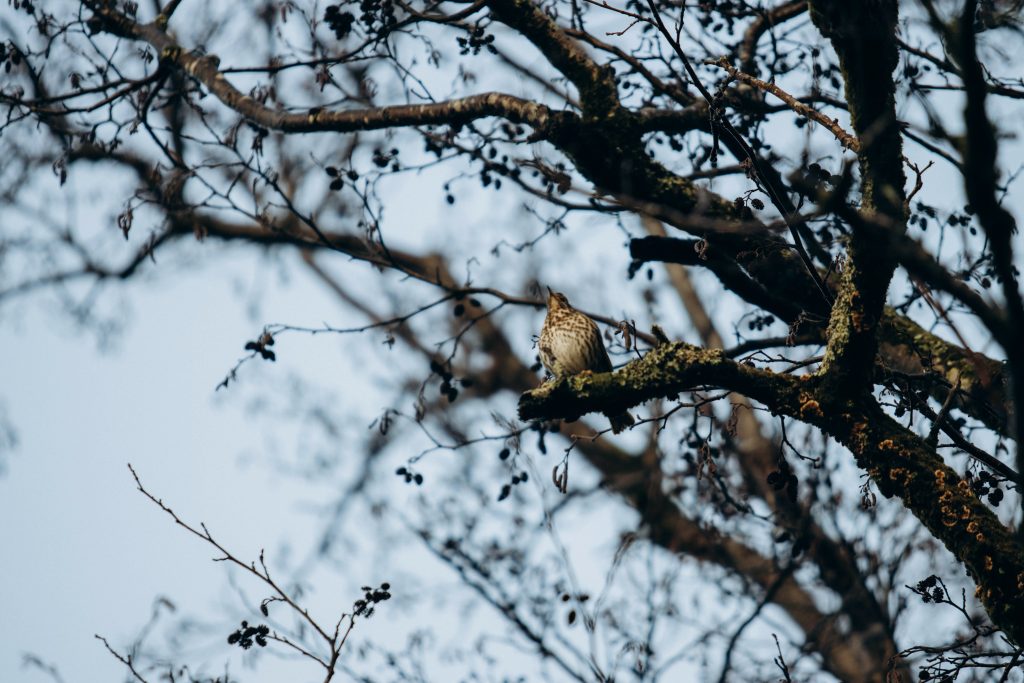 Hiding amongst the branches a bird bursts suddenly into song