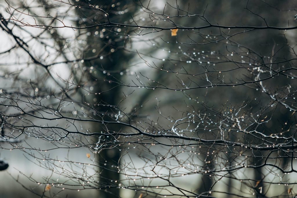 Drops of rain tremble on tree twigs, waiting to fall to the ground