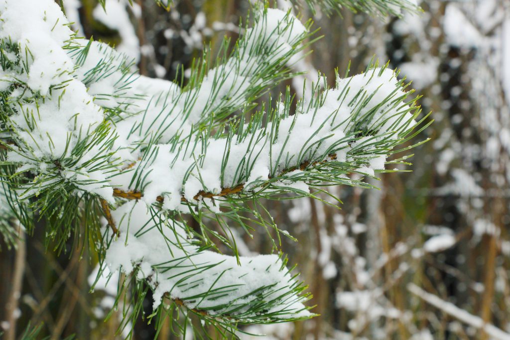 Fluffy snow held captive in the hold of pine needles