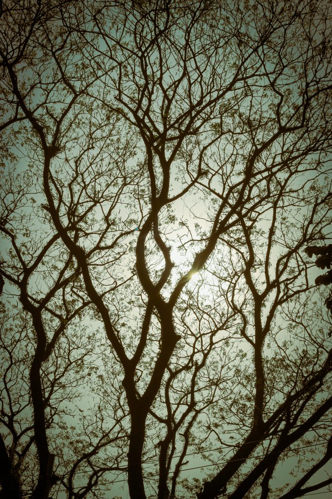 Dark twigs form wonderful patterns against the backdrop of a silvery sky