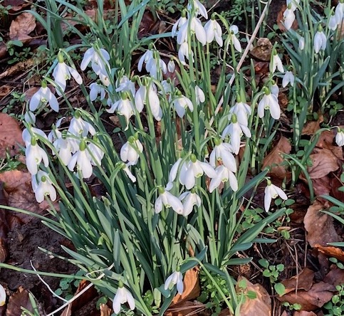 In Romania snowdrops are called 'daughters of the wind'.