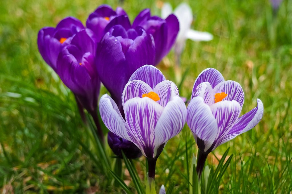 Bold crocus push up through grass and flower beds