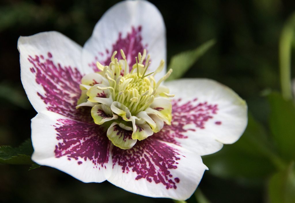 Hellebore flowers come with all manner of weird and wonderful markings.