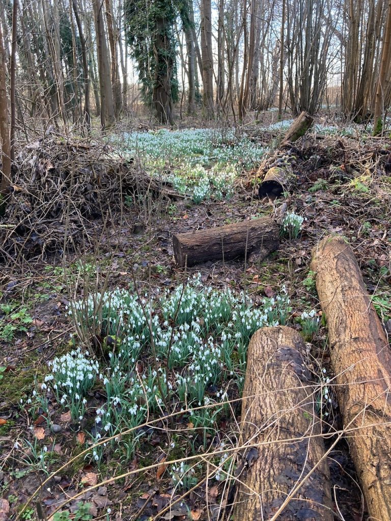 Masses of snowdrops beside a fallen tree trunk
