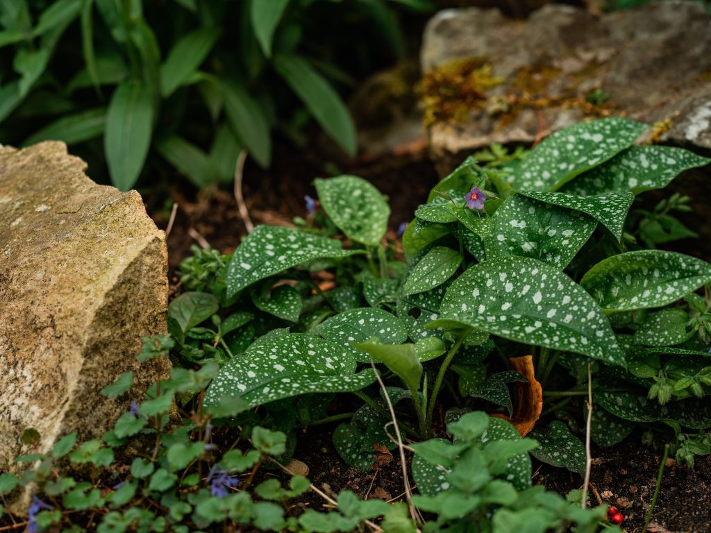 Lungwort flowers peep through unusual foliage.