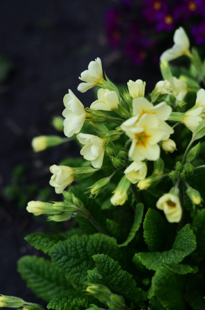 The pale yellow of the primrose offers a ghostly glow to the spring garden.
