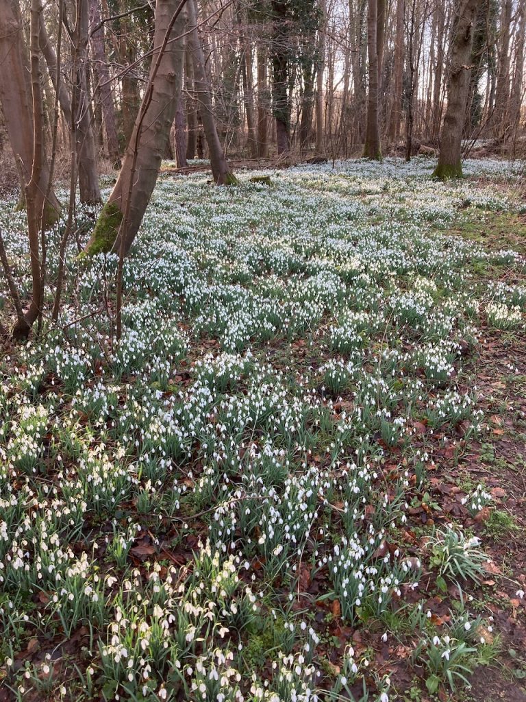 The colour of snowdrops - any you like, so long as it's white!