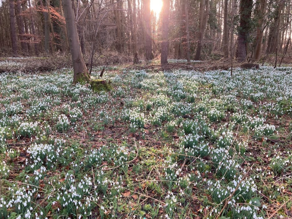 What made the snowdrops grow? an angel's breath on a snowdrop.