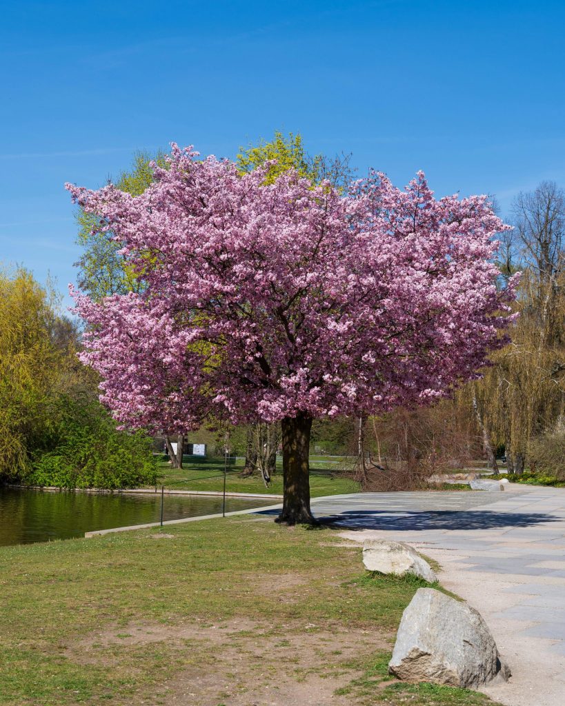 A tree in full spring blossom